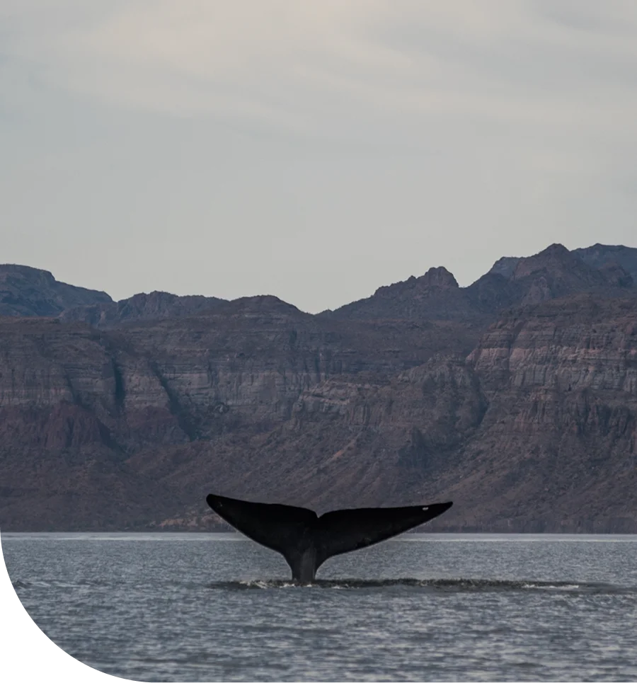 Ballena en las aguas de La Ribera